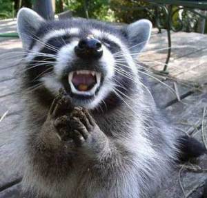 Raccoon