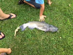 Catfish2